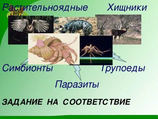 Плотоядными организмами. Растительноядные Хищные паразиты. Животные симбионты. Паразиты травоядных животных. Хищники паразиты симбионты.