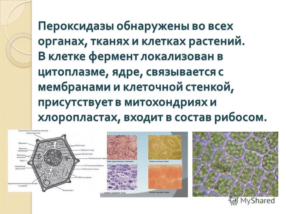 Состав клетки фермент клетки