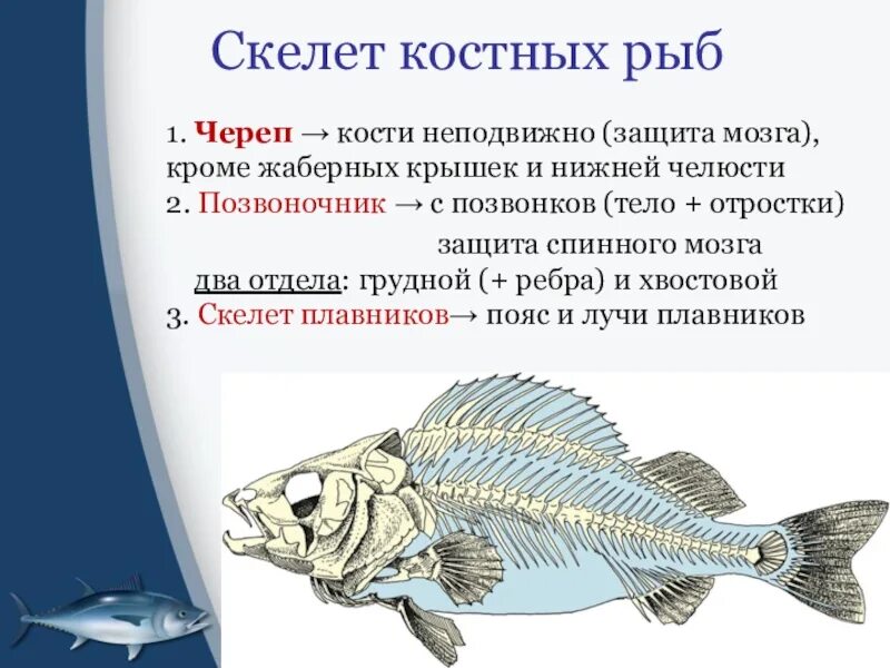 Рыба какой организм. Характеристика строение скелета рыб. Внешнее строение костных рыб 7 класс биология. Скелет костной рыбы 7 класс биология. Особенности строения скелета рыб.