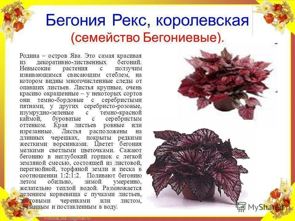 Королевская бегония: фото, уход, размножение и вредители цветка