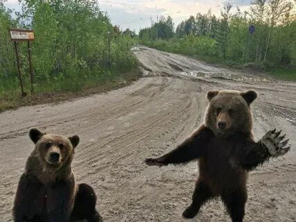 Дорогой медвежонок