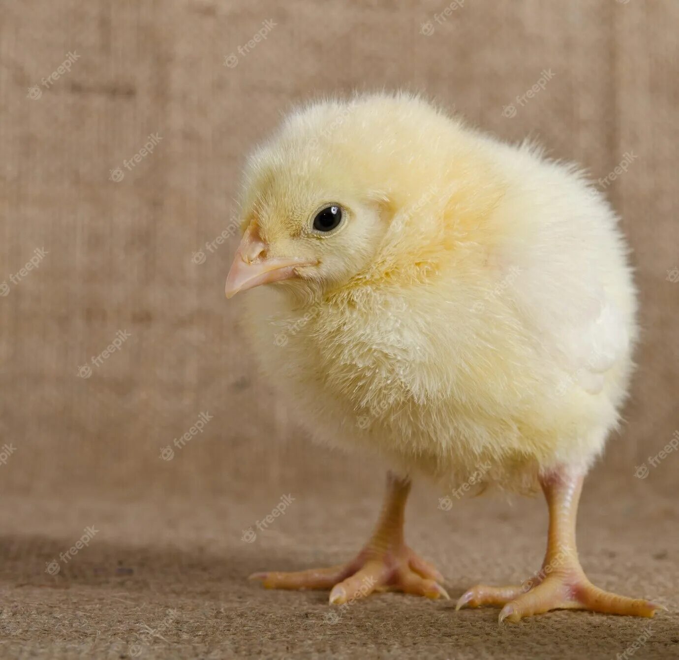 Маленькие цыпочки. Новорожденный цыпленок фото. Малая цыпочка. Маленький Чик фото.