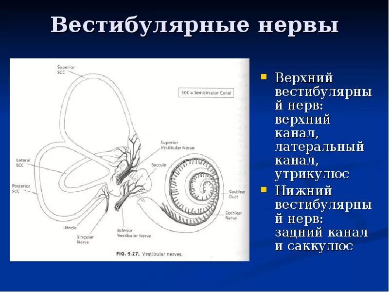 Преддверно-улитковый нерв схема. Строение полукружных каналов. Вестибулярный нерв слуховой нерв. Преддверно-улитковый нерв схема пути. Слуховой вестибулярный нервы.