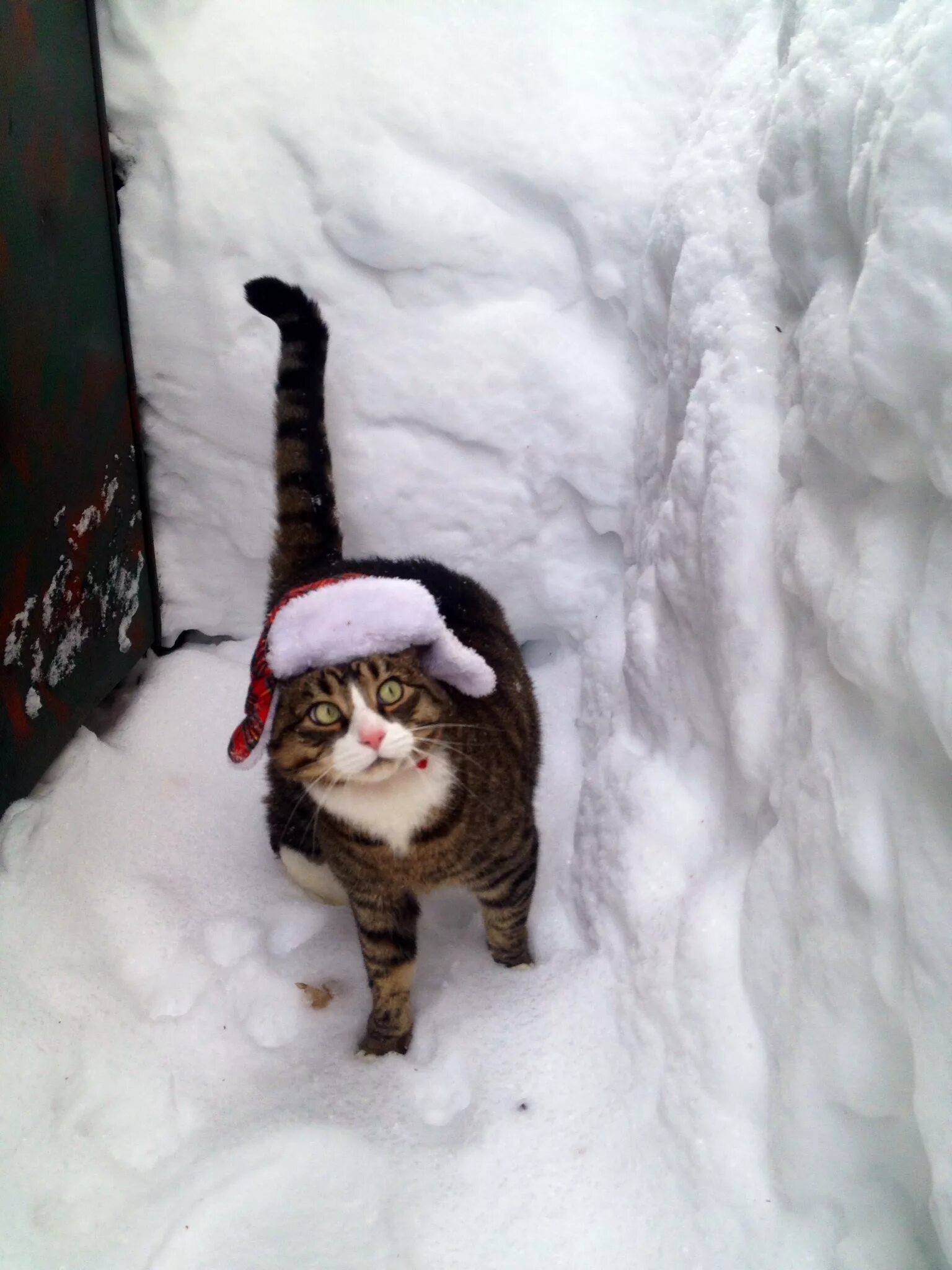 Кот зимой. Кот в снегу. Кот в сугробе. Кот в валенках.