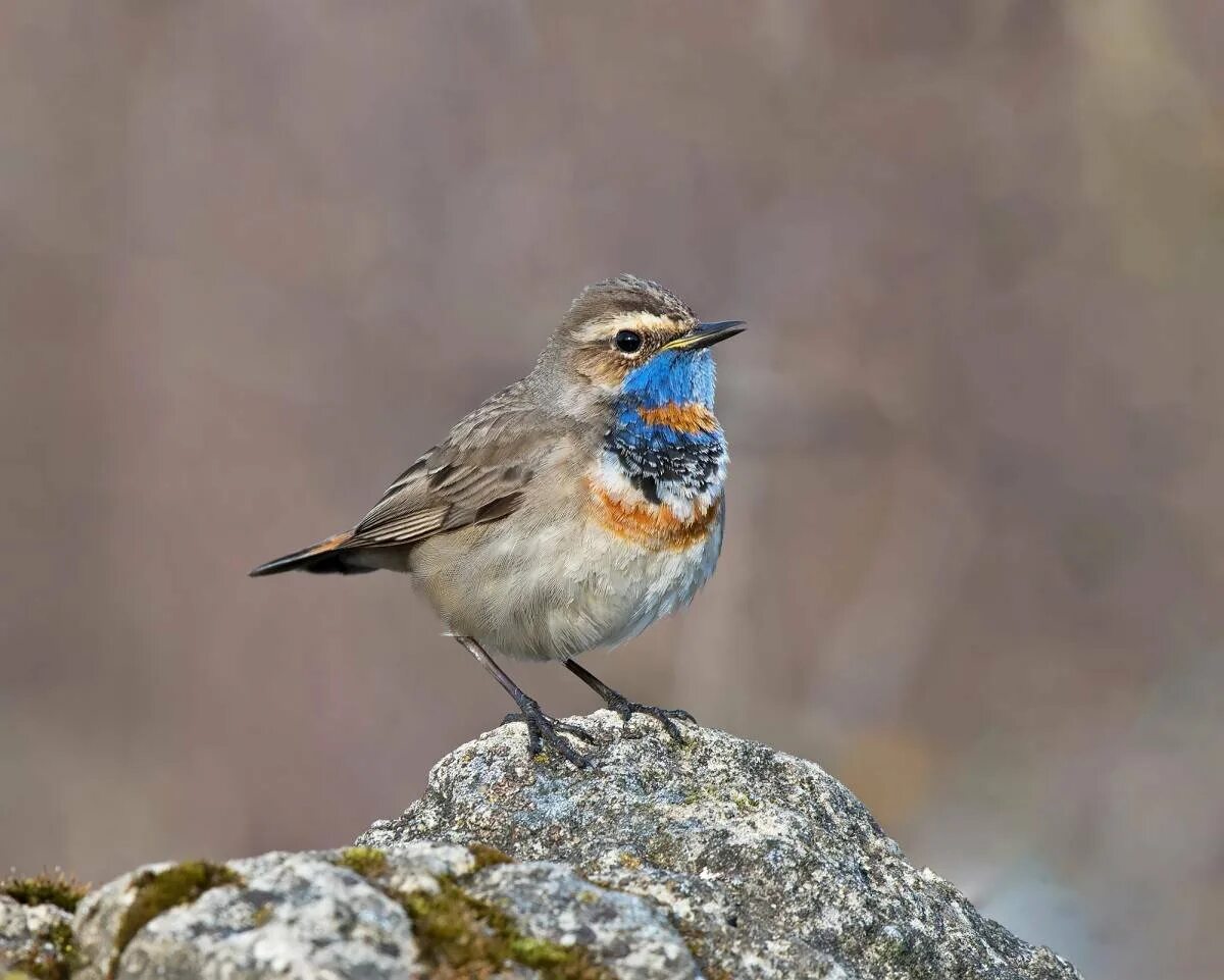 Птицы ивановской области. Сойка коричневая. Певчие птицы нижегородской. Молодая варакушка. Какие птицы в нижнем новгороде.