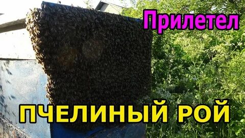 Ловлю пчел