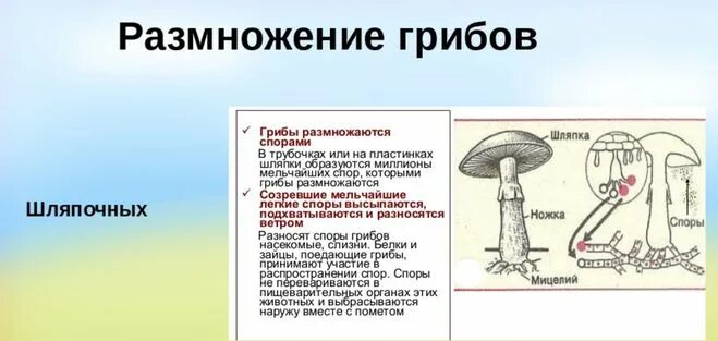Строение и жизненный цикл шляпочного гриба. Размножение шляпочного гриба. Шляпочные грибы размножаются делением. Размножение шляпочного гриба. Грибы размножающиеся бесполым путем.