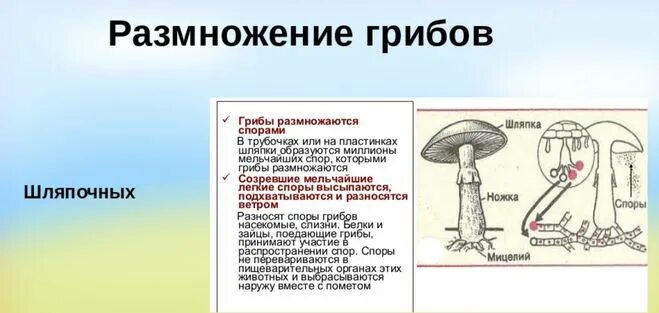 Где образуются грибы. Размножение шляпочного гриба. Размножение шляпочного гриба схема. Размножение шляпочных грибов грибницей. Шляпочные грибы строение размножение.