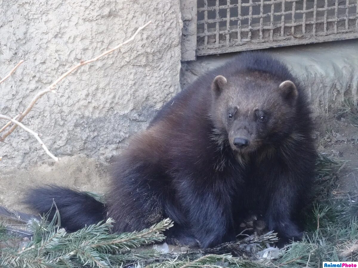 Росомаха в ленинградском зоопарке. Баргузинский заповедник животные росомаха. Росомаха в новосибирской области. В зоопарке привезли росомаху. Росомаха в московском зоопарке.
