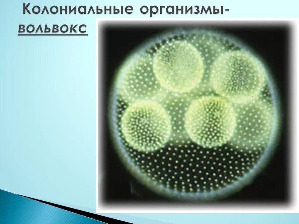 Колониальная одноклеточная водоросль. Отдел зеленые водоросли вольвокс. Вольвокс колониальный организм. Одноклеточные водоросли вольвокс. Гаметы вольвокса.