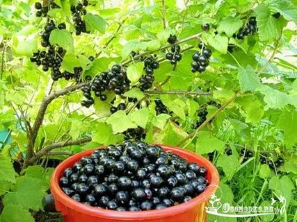 Как переработать смородину