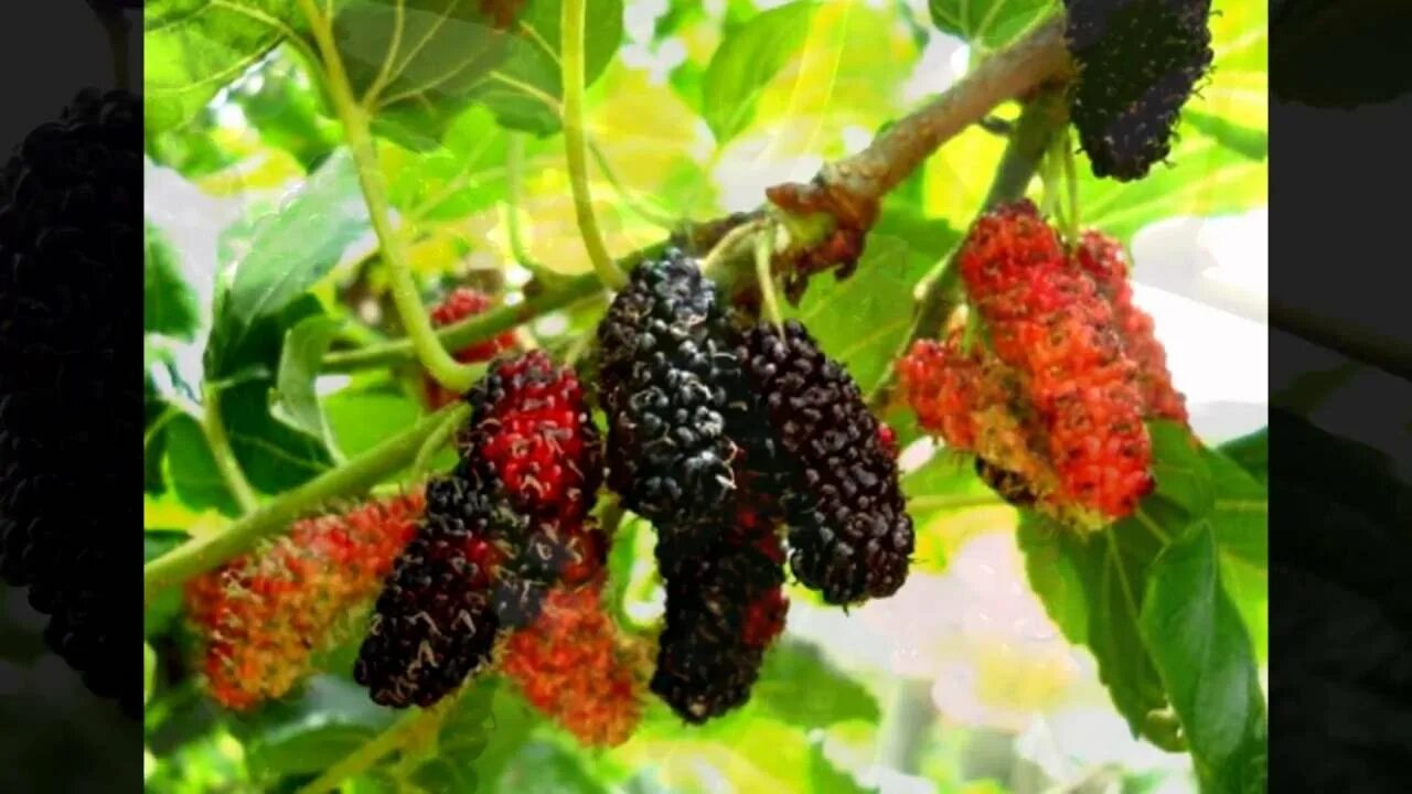 Тутовник шелковица ягода. Шелковица тютина. Тутовник хартут. Шелковица ягода. Тутовник хартут.