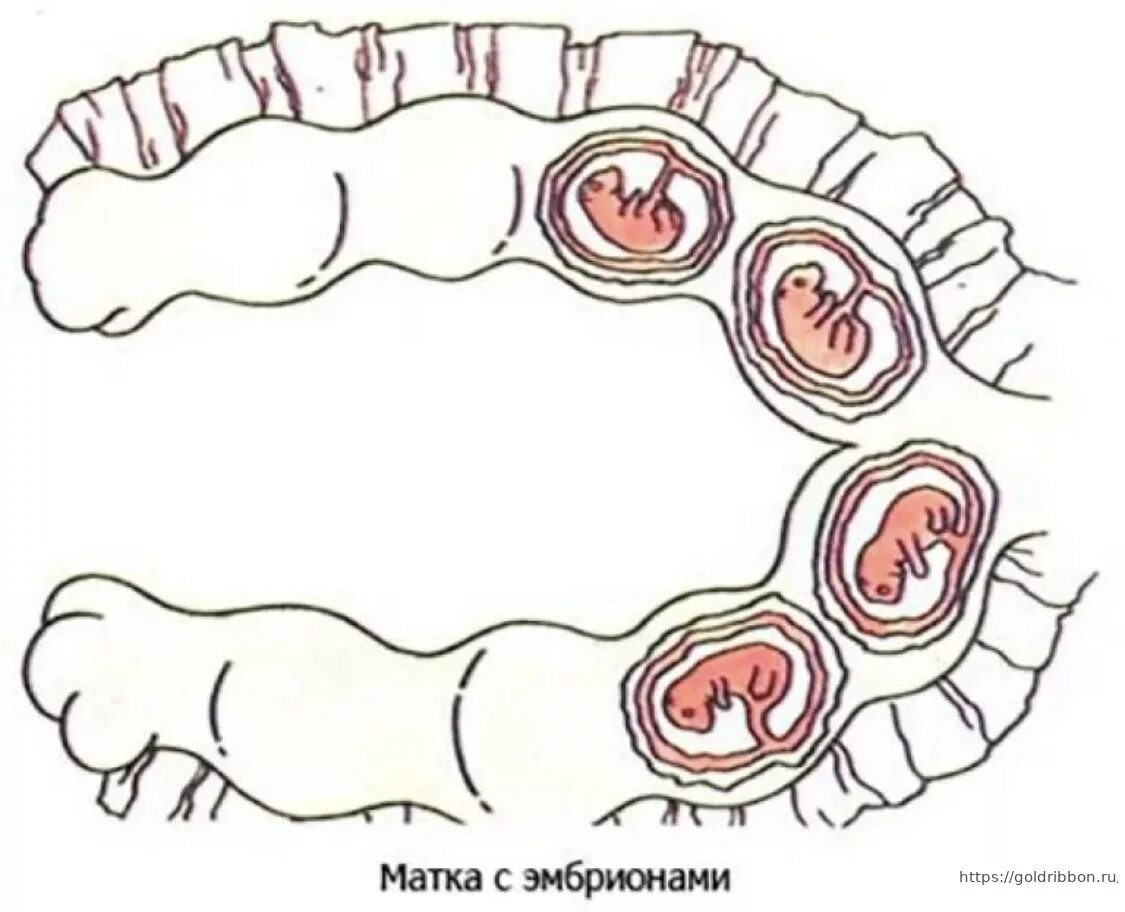 Матка животных