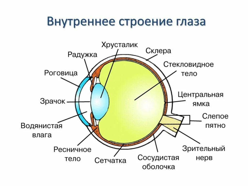 С точки зрения наличия в. Строение глазного анализатора человека схема. Анатомия органа зрения офтальмология. Схема строения глазного яблока. Строение глаза вид сбоку.