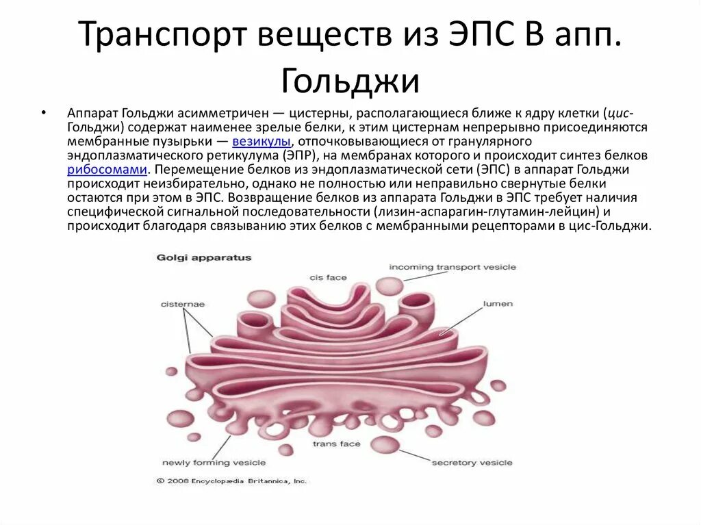 Транспорт белка в эпс