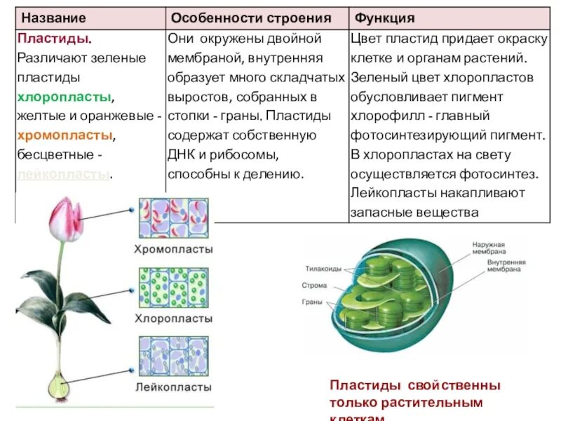 Выберите особенности строения хлоропласта. Хлоропласты хромопласты лейкопласты таблица. Основная функция пластид. Пластиды лейкопласты функции. Функции пластид растений.