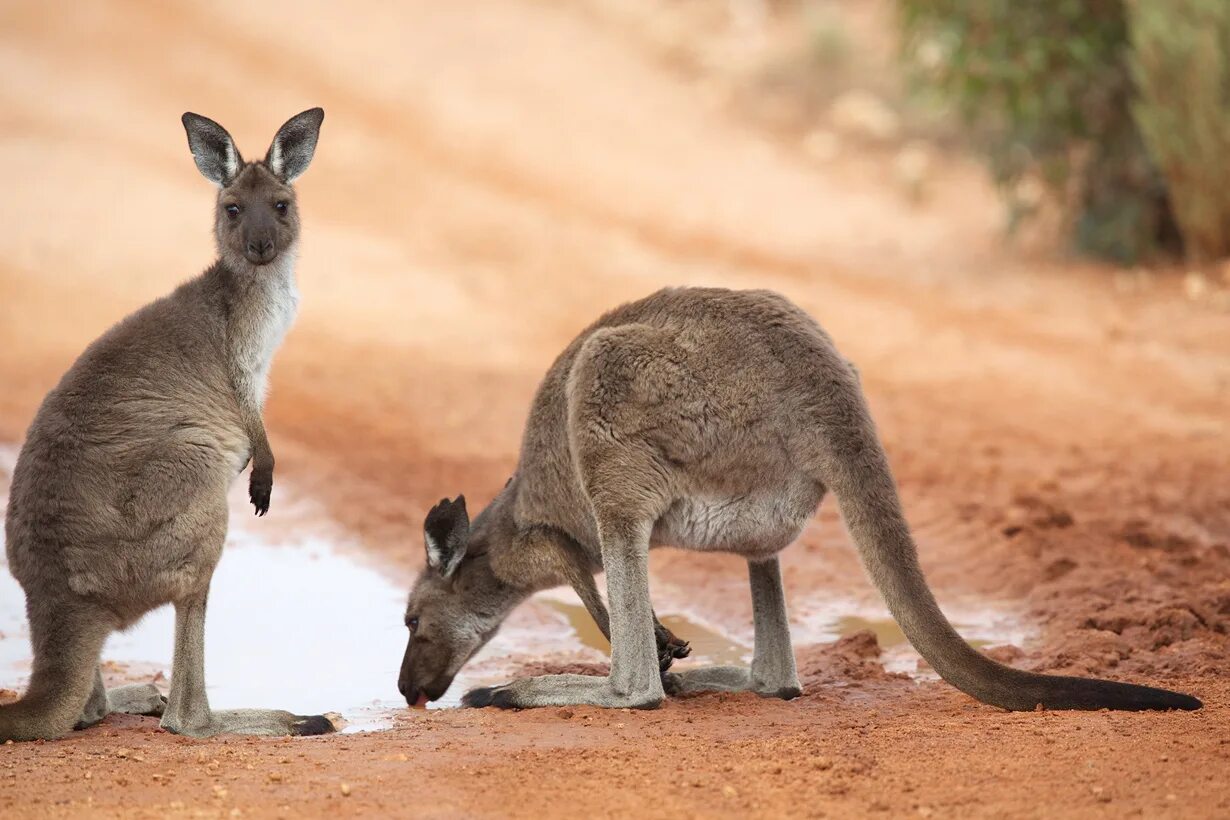 В австралии живет около. Эндемичная фауна Австралии. Эндемики Австралии животные. Фауна Австралии кенгуру. Западный серый кенгуру.
