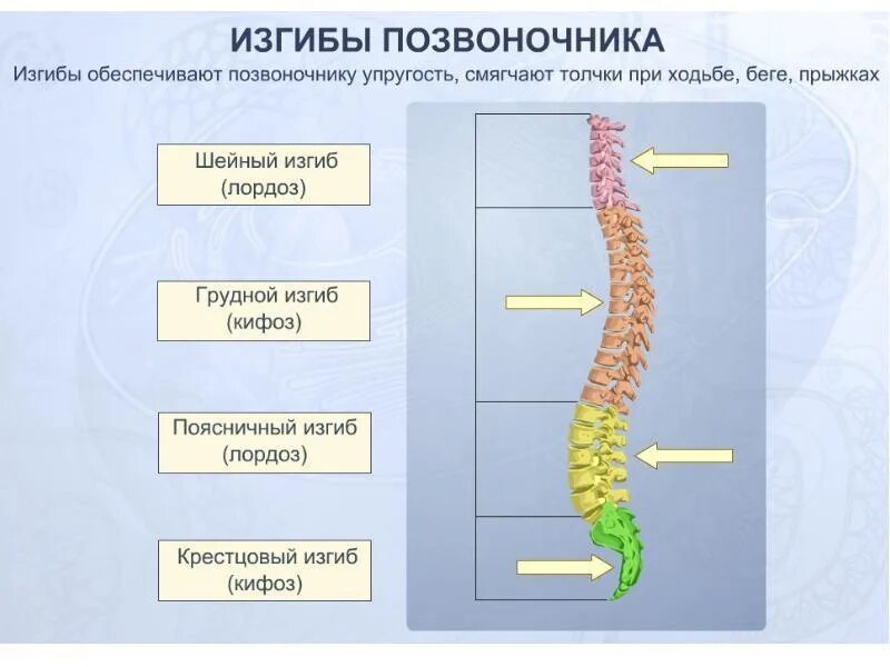 Сколько изгибов образует позвоночник