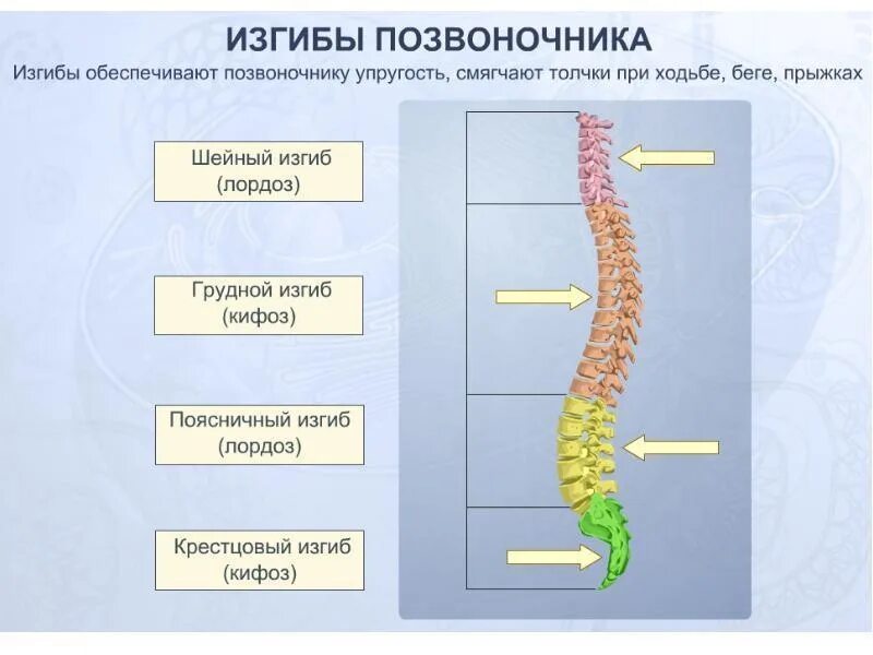 Физиологические изгибы позвоночного столба. Название физиологических изгибов позвоночника. 4 Физиологические кривизны позвоночника. Физиологические изгибы в шейном и поясничном отделе позвоночника?.