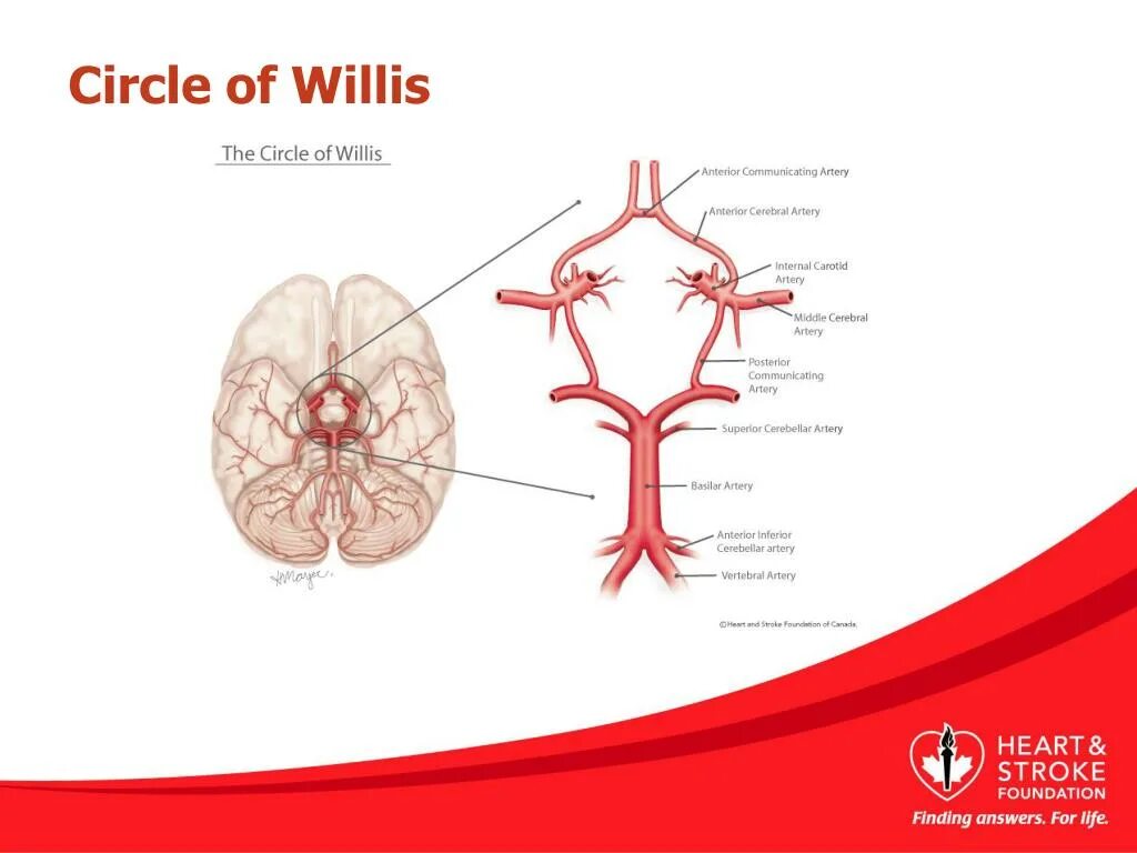 Развитие виллизиева круга в виде отсутствия кровотока. Виллизиев круг. Виллизивиллизиев круг. Виллизиев круг анатомия. Виллизиев круг схема.