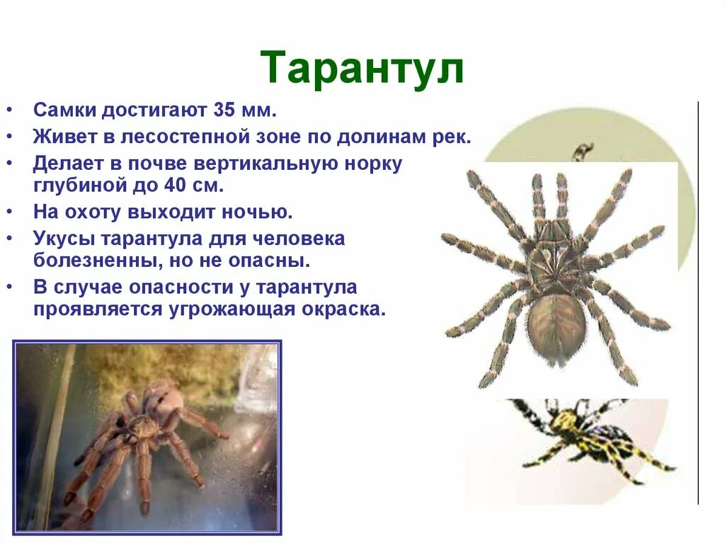 Тарантул тип развития. Сообщение о пауке тарантуле 2 класс. тарантул краткое описание. доклад про тарантула. доклад о пауке тарантуле.