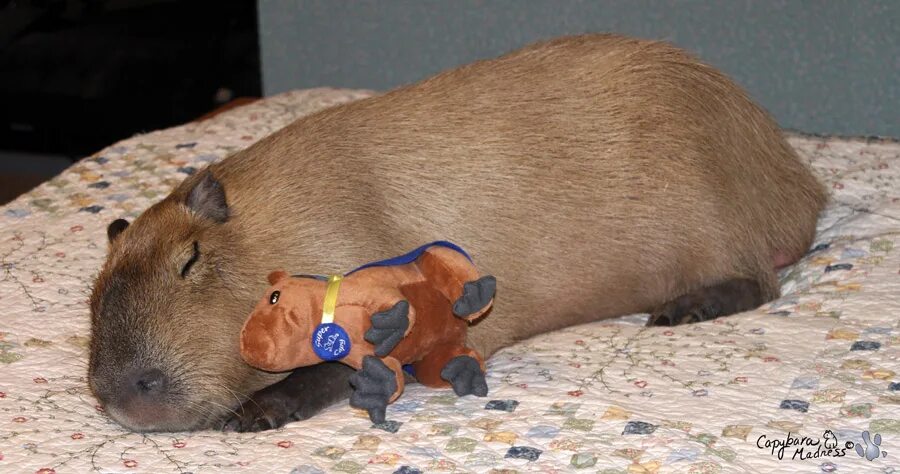 милые спящие морские свинки. строение зубов морской свинки. морская свинка шиншилловая. хомячок спит. морская свинка спит на руках.