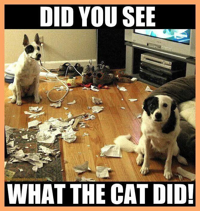 What the Dog doing. What the Cat doing. What the Dog doing funny Dog. Guilty Dog.