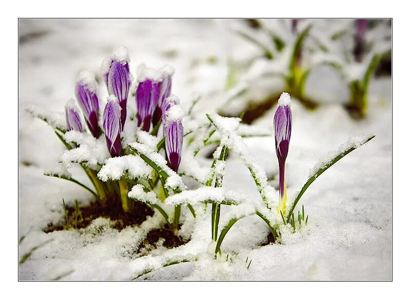 1 марта весна. Весенние цветы в снегу. 1 марта праздник весны. Пепервыервый день весны. Картинки крокусы на снегу.
