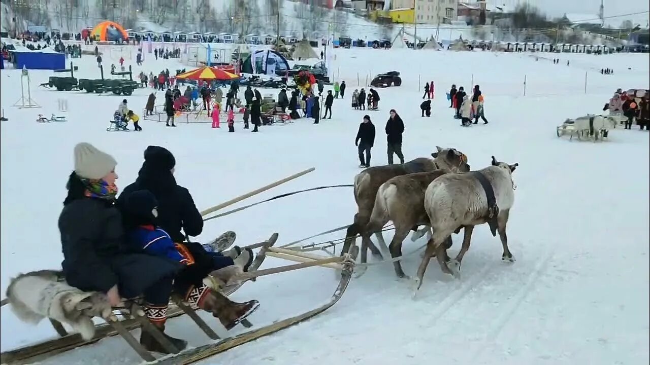 День оленевода тарко сале. День оленевода салехард 2025. День оленевода аксарка 2022. День оленевода 2023 ямал. День оленевода тазовский 2023.