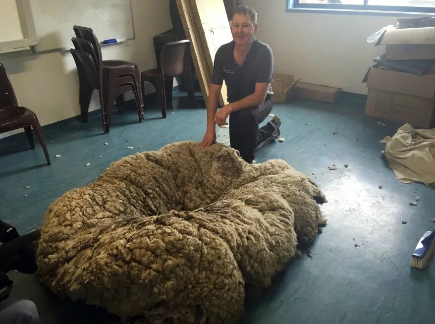Овца шерсть 35 кг. Самая нестриженная овца в мире.