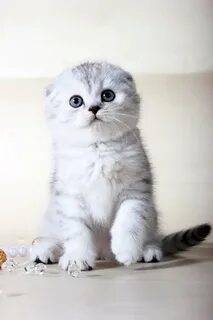Вислоухая шиншилла кошка