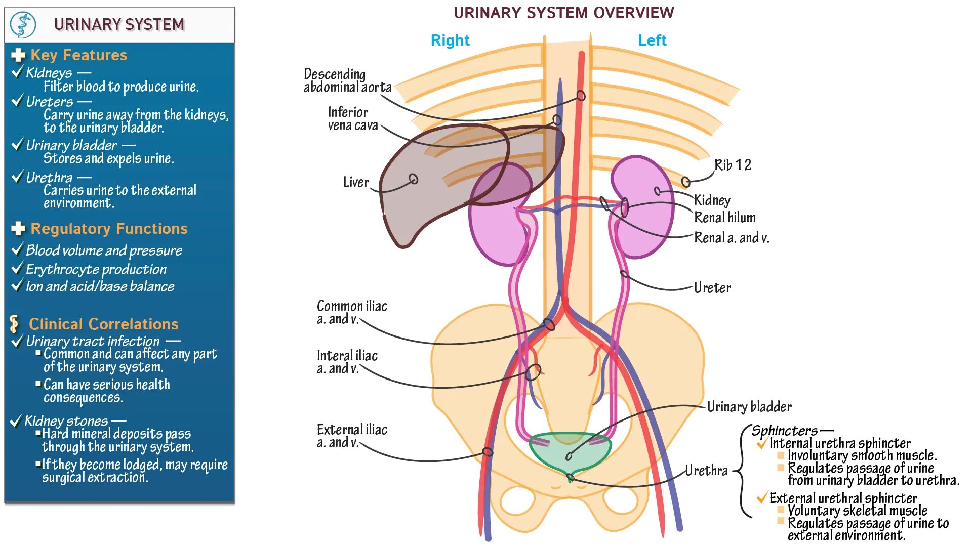 Urinary system. Urinary/renal System pdf. Таблица Urinary System. Urinary bladder renal System. Kidneys and urine System.