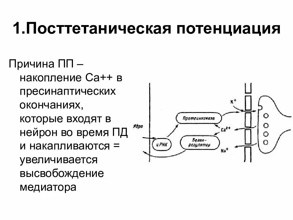 Свойства нервных центров посттетаническая потенциация. Свойства нервных центров посттетаническая потенциация. Поститоническая потенция. Посттетаническая потенция нервных центров. Свойства нервных центров тонус.