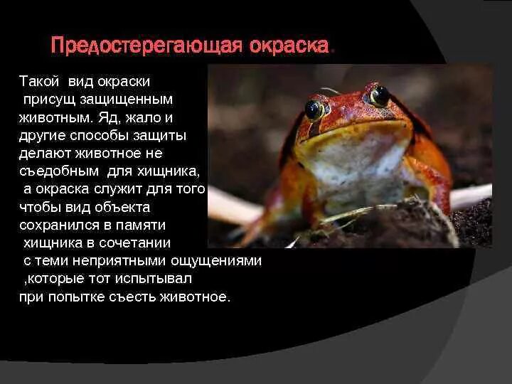 Какое значение имеет предупреждающая окраска животных. Адаптация предупреждающая окраска. вид адаптации предупреждающая окраска. предостерегающая окраска тела примеры. предостерегающая окраска презентация.