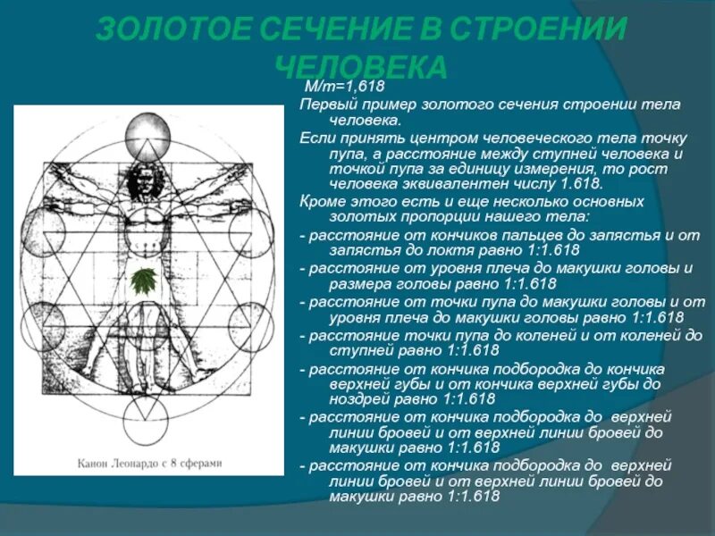 Число фи. Золотое сечение в строении человека. 1.618 Золотое сечение. Число фи золотое сечение. Золотое сечение Божественная пропорция.