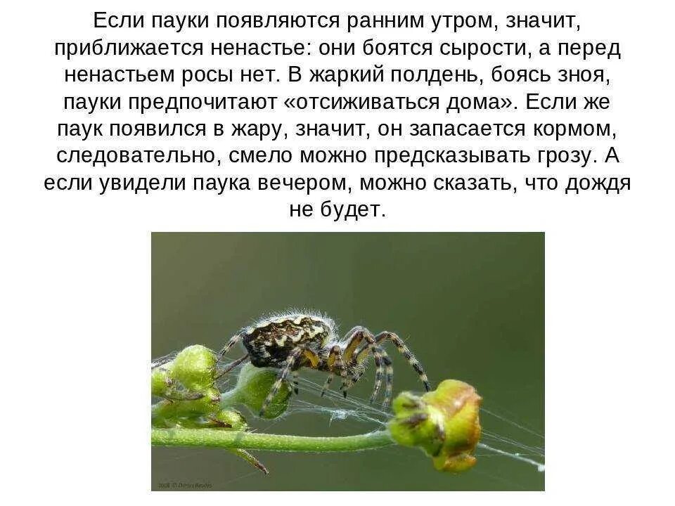 Увидеть дома паука примета. Увидеть паука примета. Приметы паучок спускается перед лицом. Приметы паукообразных.