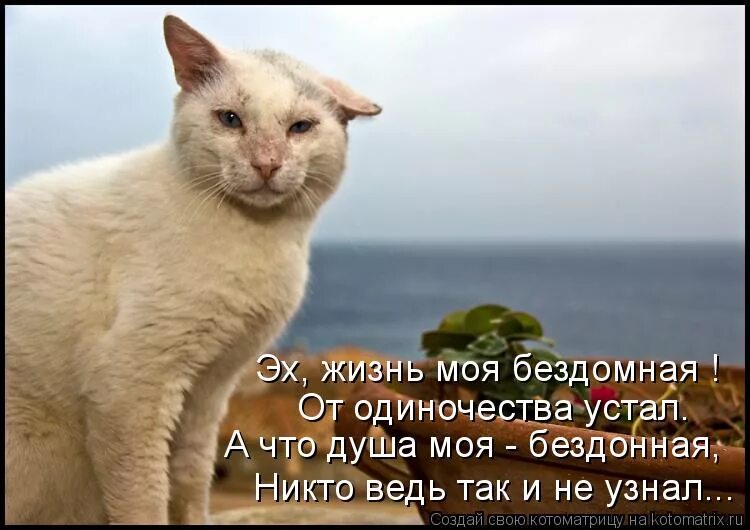 Эх жизнь держись. Кот пельмень. Котик с пельменями. Кот ест пельмени. Я устал от одиночества.