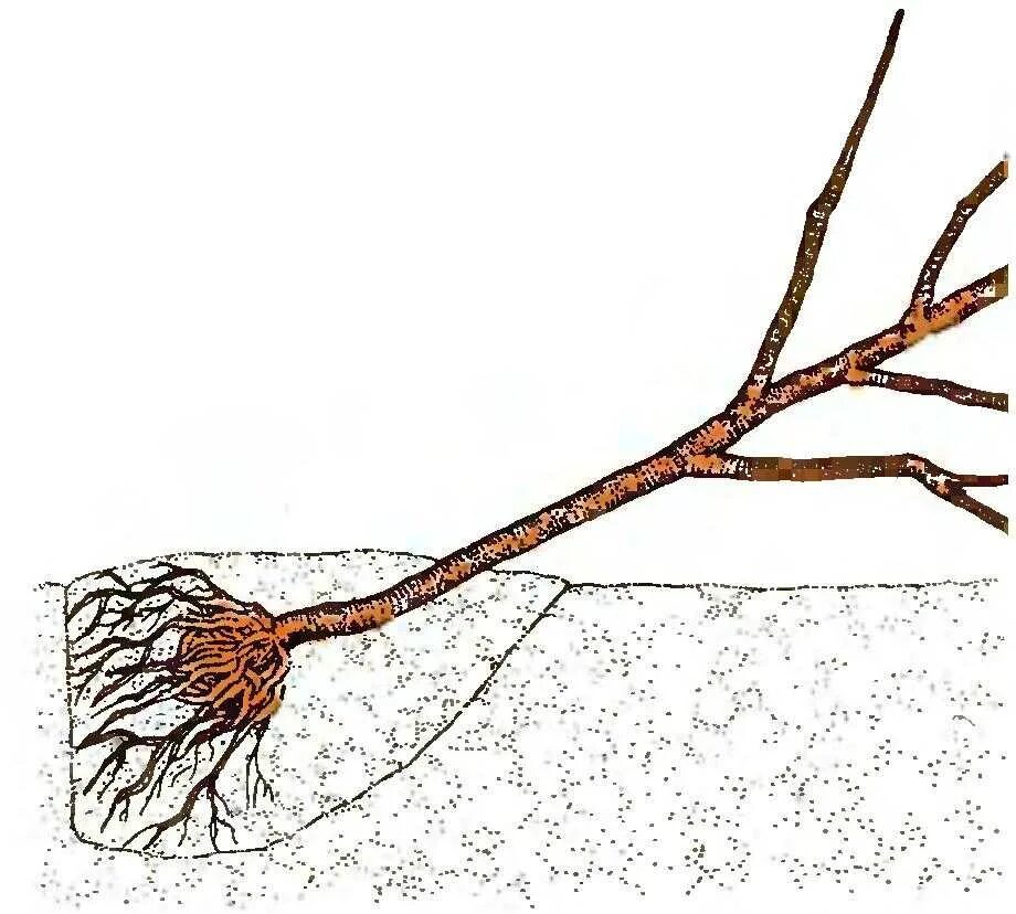 Посадка персика весной саженцами в открытый грунт. Подвой яблони корни. Прикопать саженцы яблони. Прикопка посадочного материала. Корни саженцев яблони.