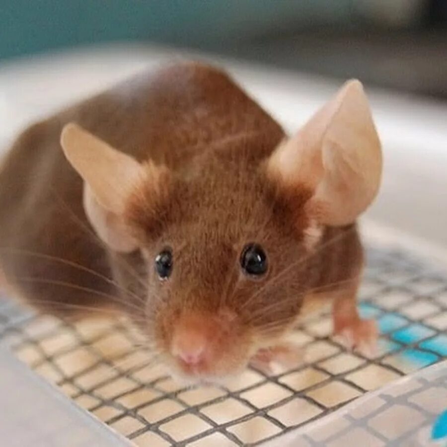 Коричневая мышь. Коричневый мышонок. Мышка коричневого цвета. Бурая мышь.