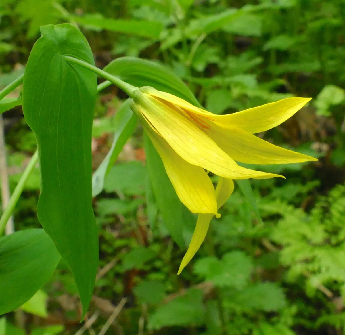 Увулярия grandiflora. Увулярия крупноцветковая (Uvularia grandiflora). Увулярия крупноцветковая зимостойкость. Увулярия крупноцветковая Паллида.