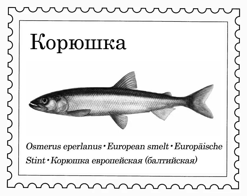 Чем полезна корюшка. Корюшка европейская Osmerus eperlanus. Корюшка рыба. Европейская корюшка Балтийская. Корюшка европейская снеток.