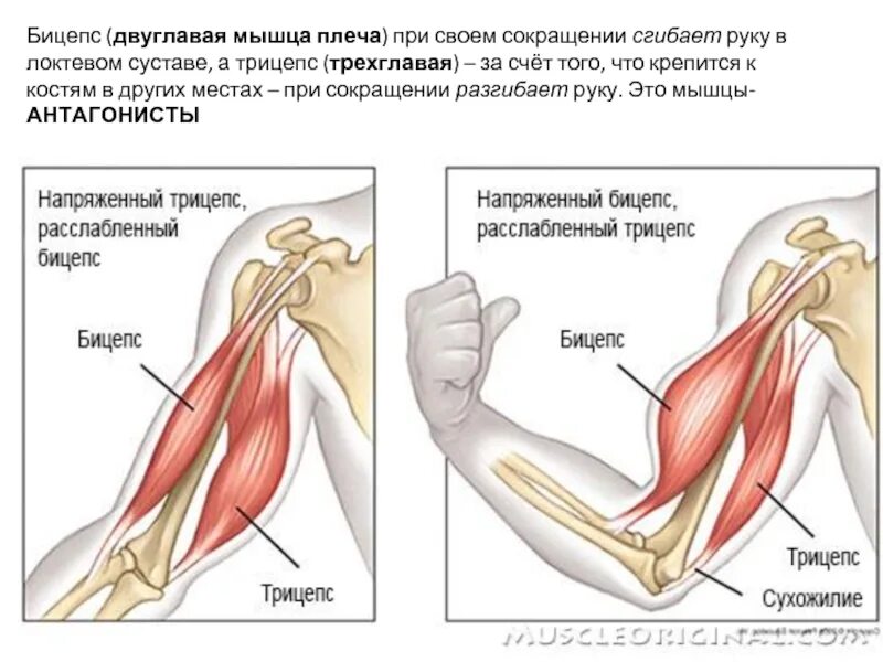 Разгибание в локтевом суставе происходит