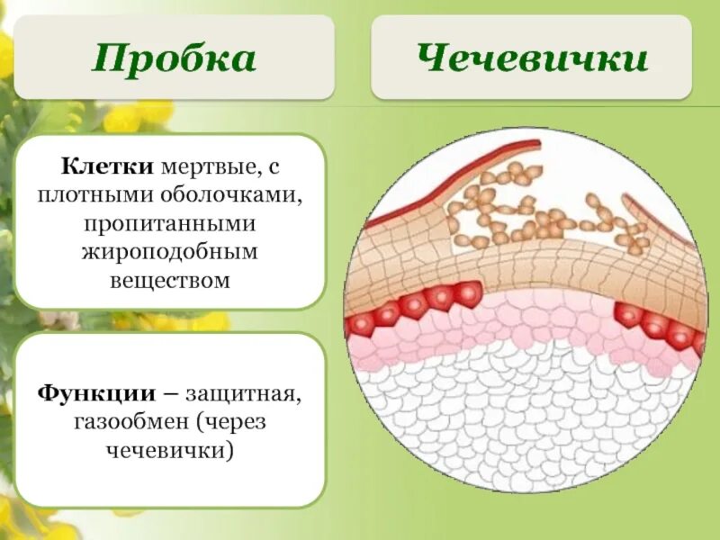 Какую функцию выполняют чечевички. Чечевички в покровной ткани. покровная ткань газообмен. клетки пробки мертвые. газообмен в листьях происходит через чечевички.