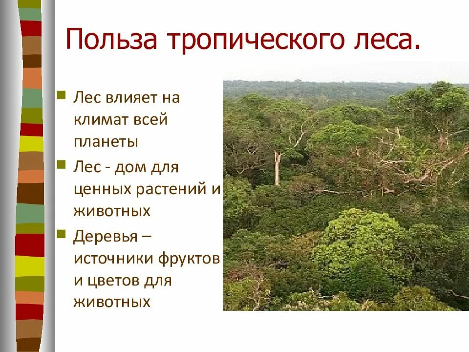 Тропические леса сообщение. Тропические леса презентация. Растительный мир тропических лесов. Тропический лес доклад. Характеристика тропического леса