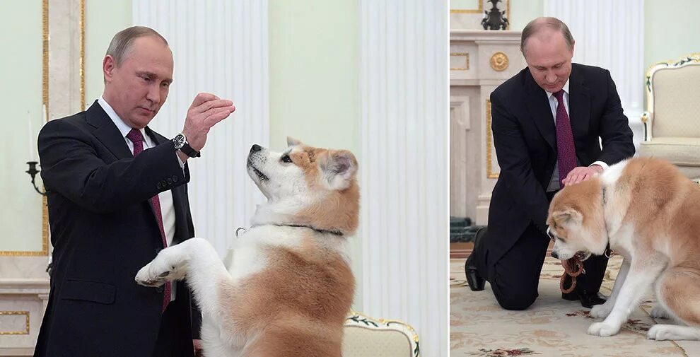 акита алина загитова масару. порода собаки которую подарили. порода собаки которую подарили. акита-ину масару. порода собаки которую подарили.