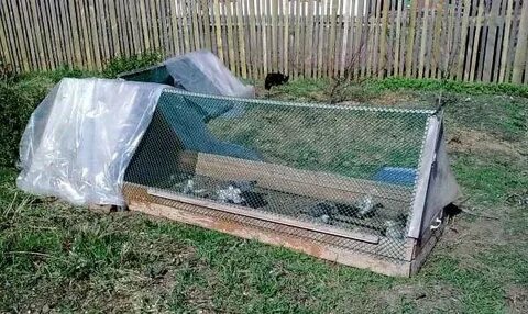 Защитить кур