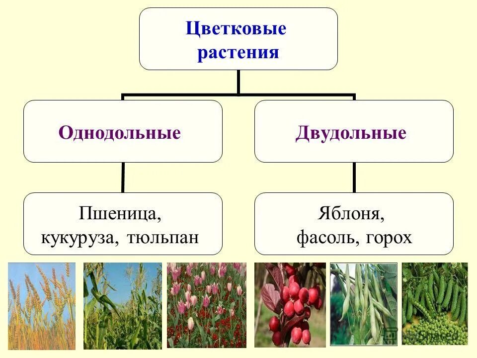 Преобладают травянистые растения двудольные или однодольные