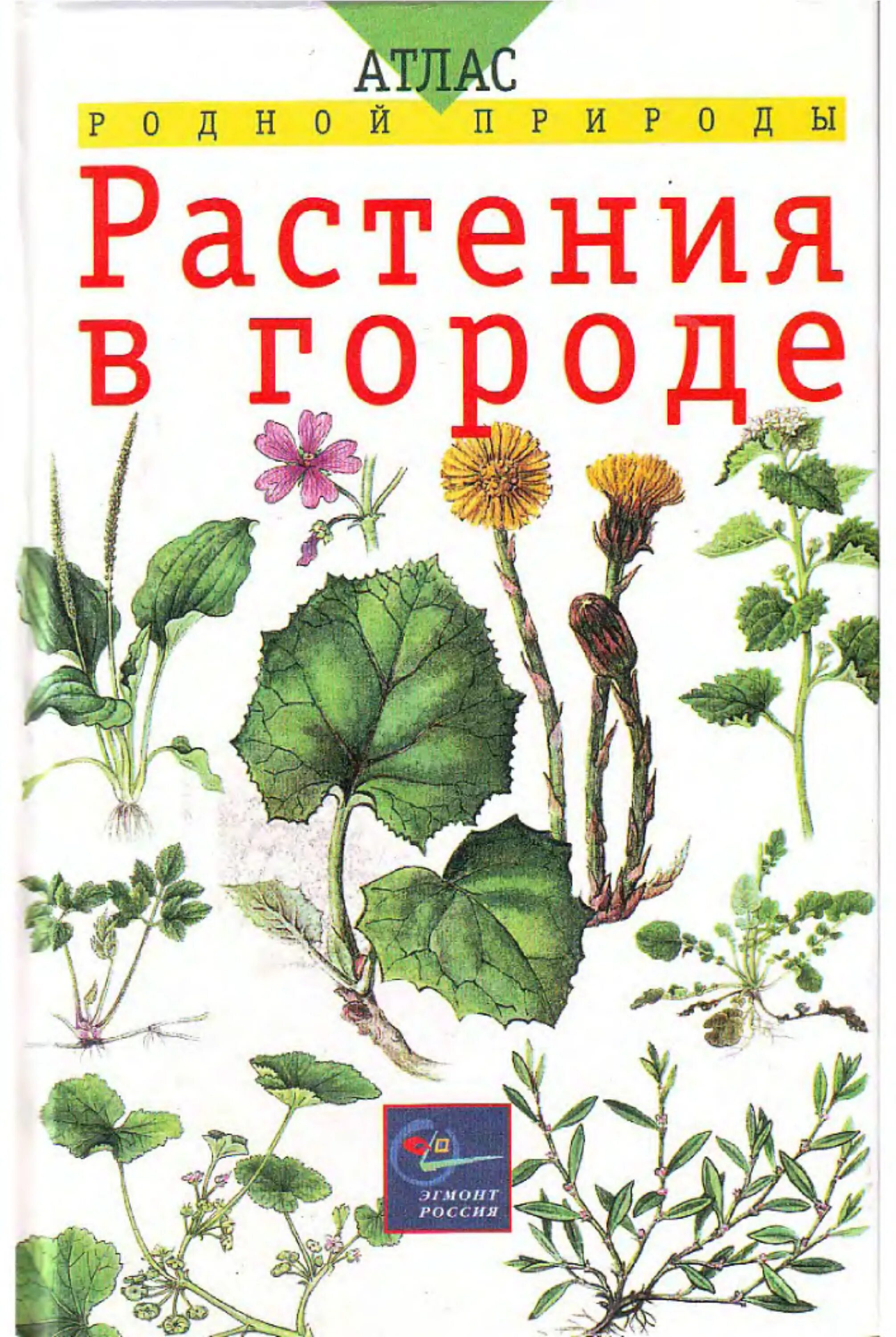 М н трав