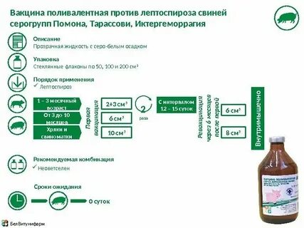 Инструкция вакцины против лептоспироза