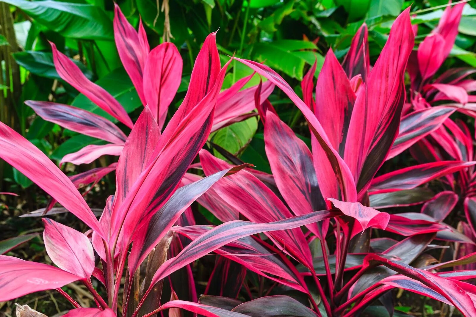 Комнатное растение с розовыми листьями. Кордилина красная Cordyline rubra. Кордилина фрутикоза танго. Кордилина Конга. Кордилина верхушечная (Cordyline terminalis).